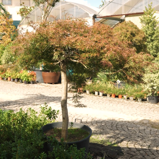 Acer dissectum orangeola