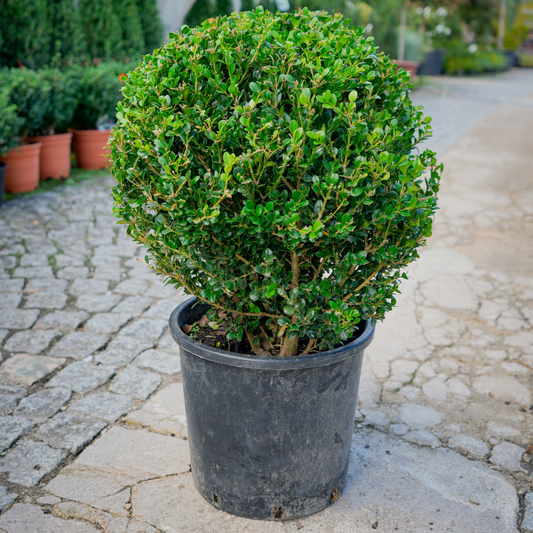 Buxus mycrophilla faulkner