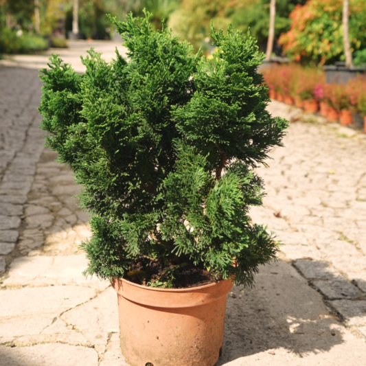 Chamaecyparis obtusa “nana gracilis”