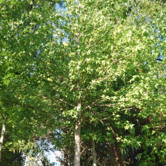 Liquidambar styraciflua