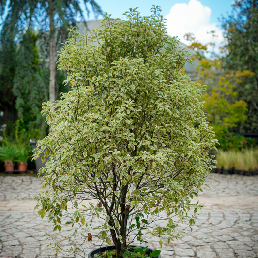 Pittosporum tenuifolium